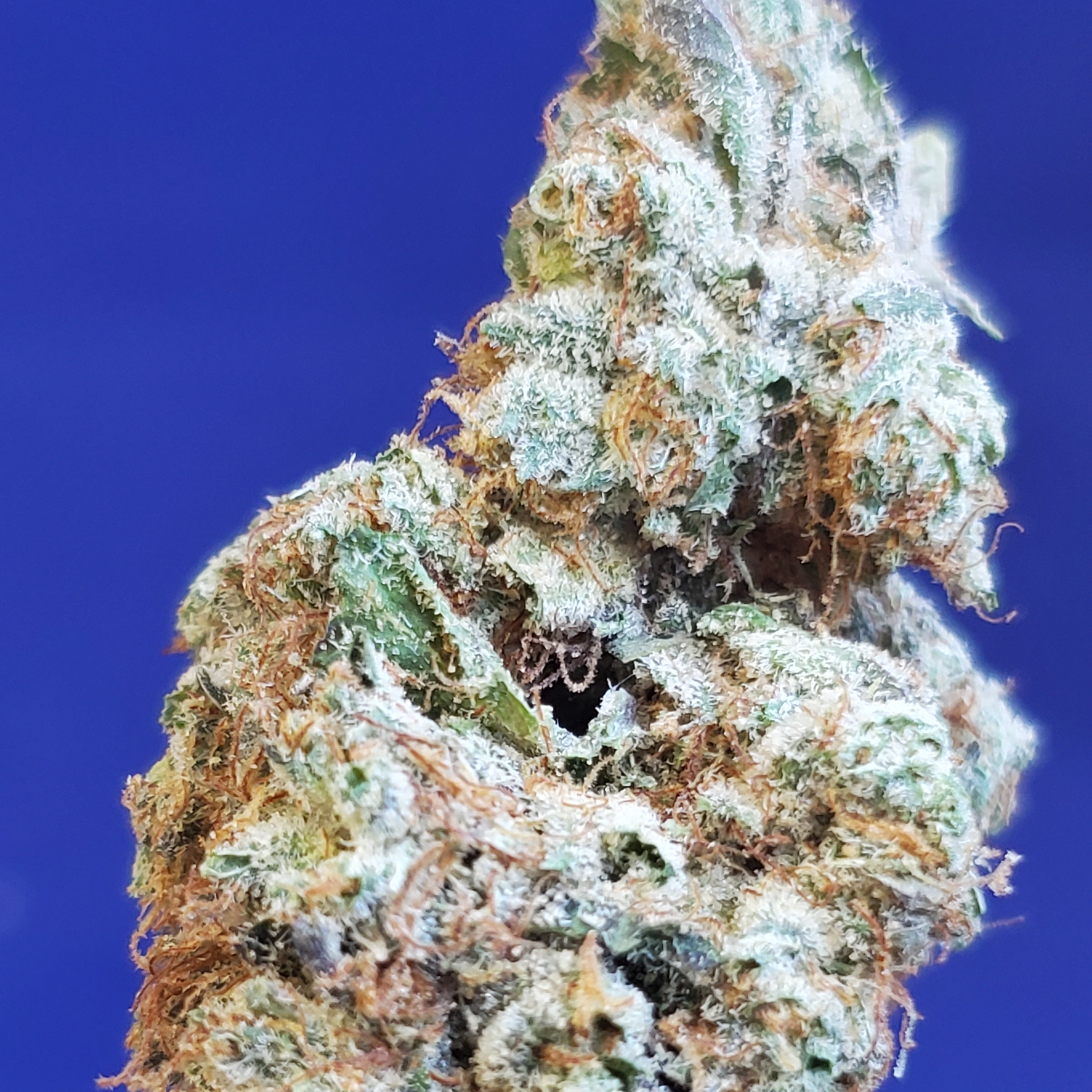 Layer Cake (IndicaHybrid)